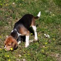 Beagle