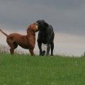 dogs playing fetch