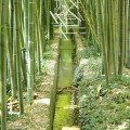 Bambou 3