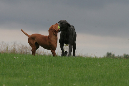 dogs playing fetch