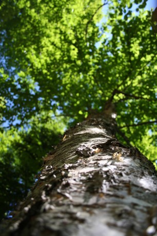 arbre de sagesse