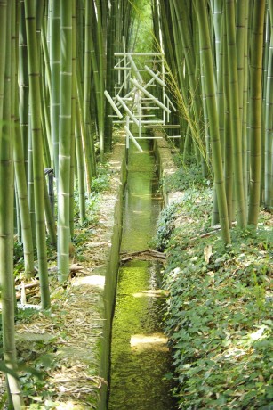 Bambou 3